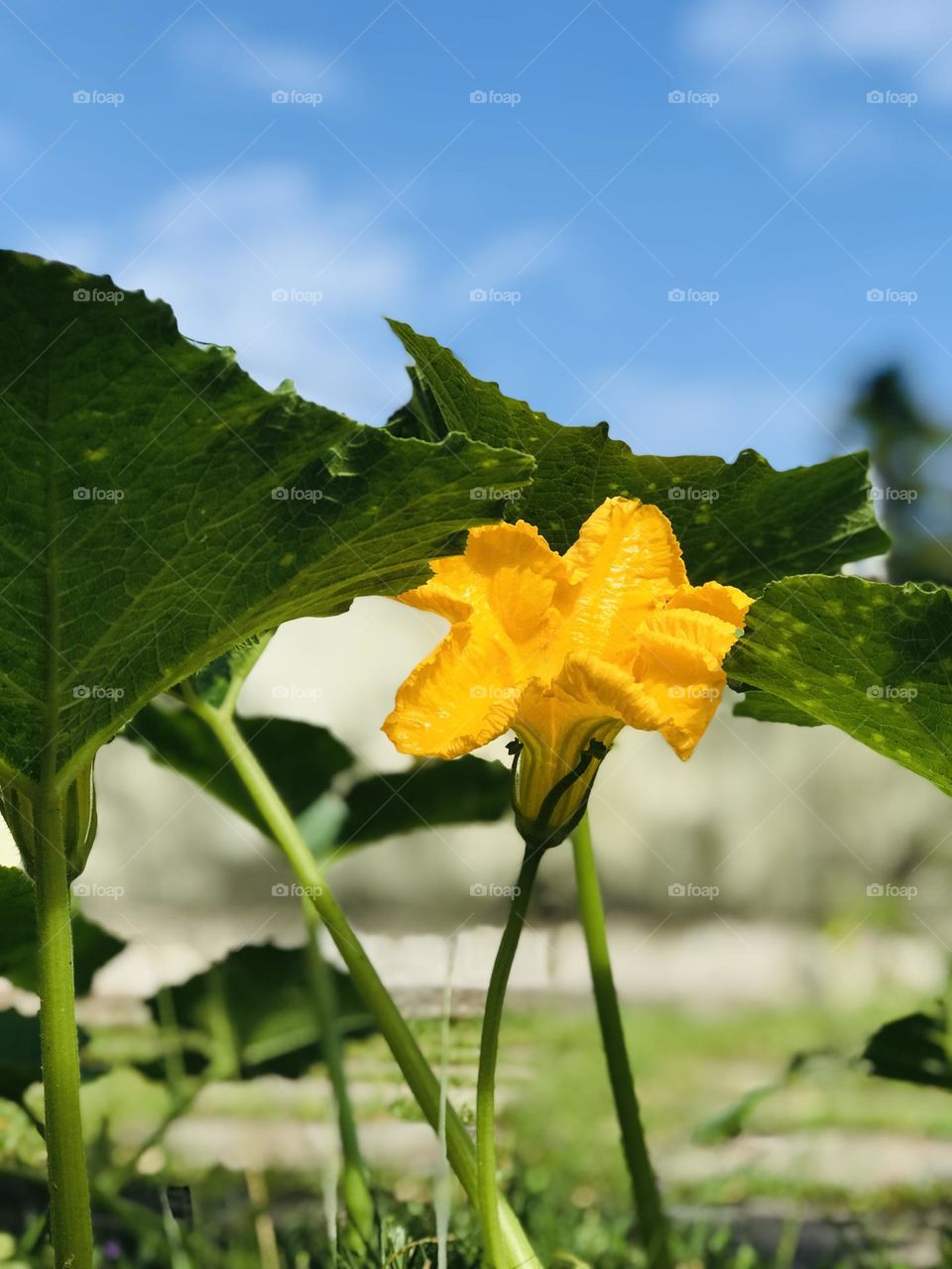 Pumpkin flower 