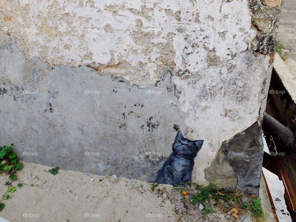 Street art cat on wall