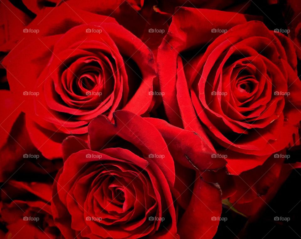 Red,red roses