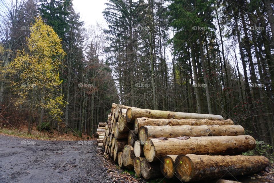 Wood#timbers#autumn#trees#colors