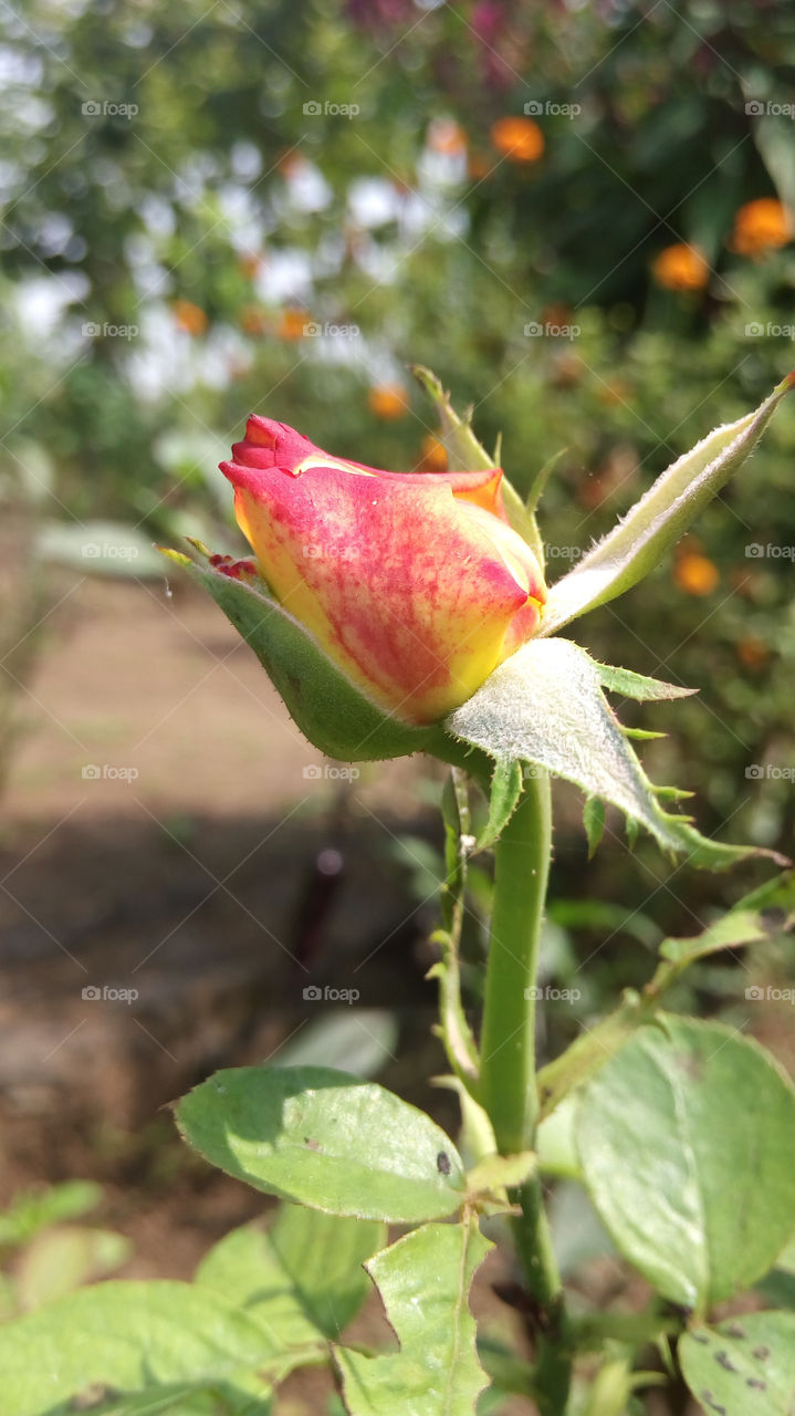 Stunning single bud of double coloured Rose flower with blur background.