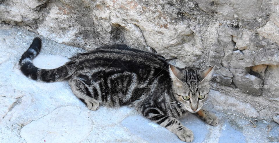 Cat in Kotor 