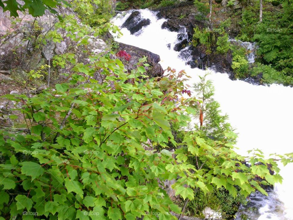 Foliage and Water Fall