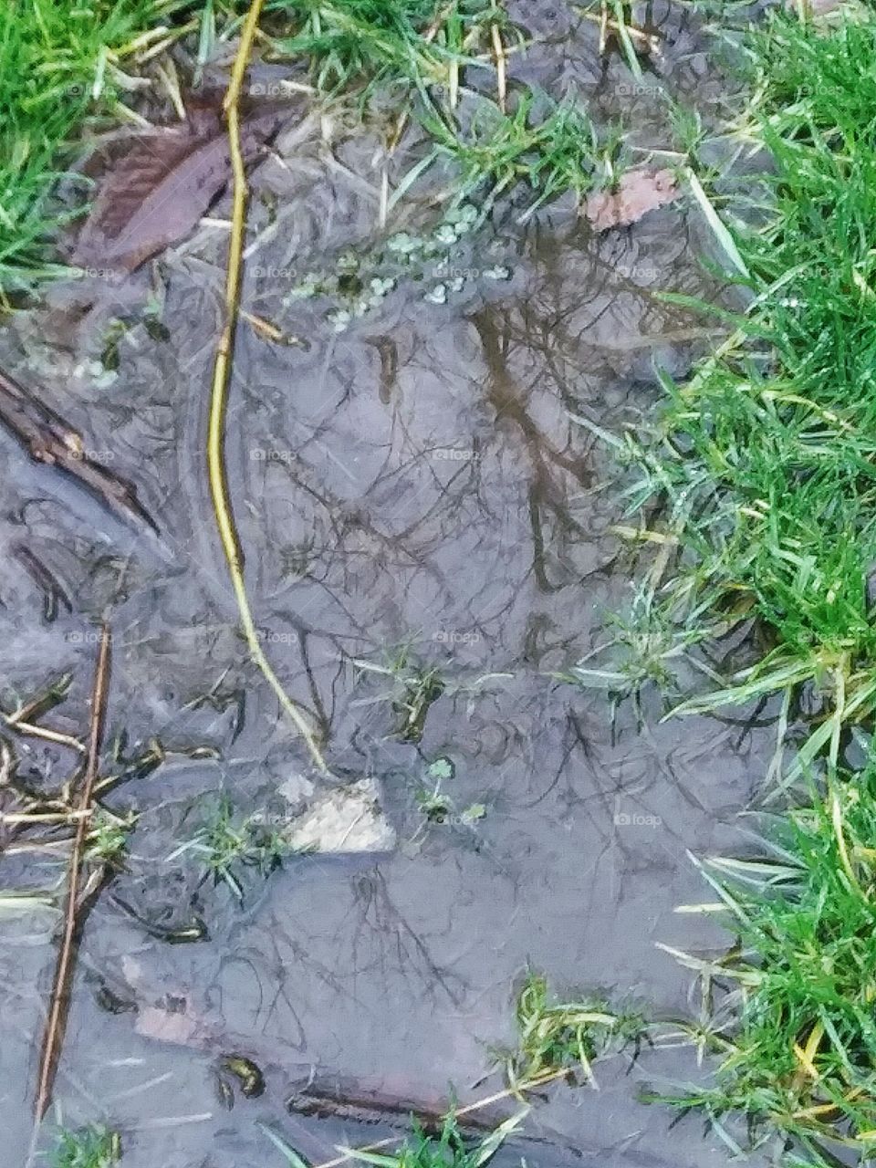 reflections in a puddle