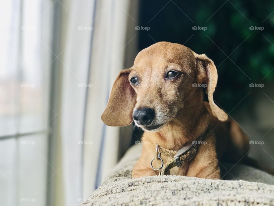 Pet dachshund on the couch looking at the window 