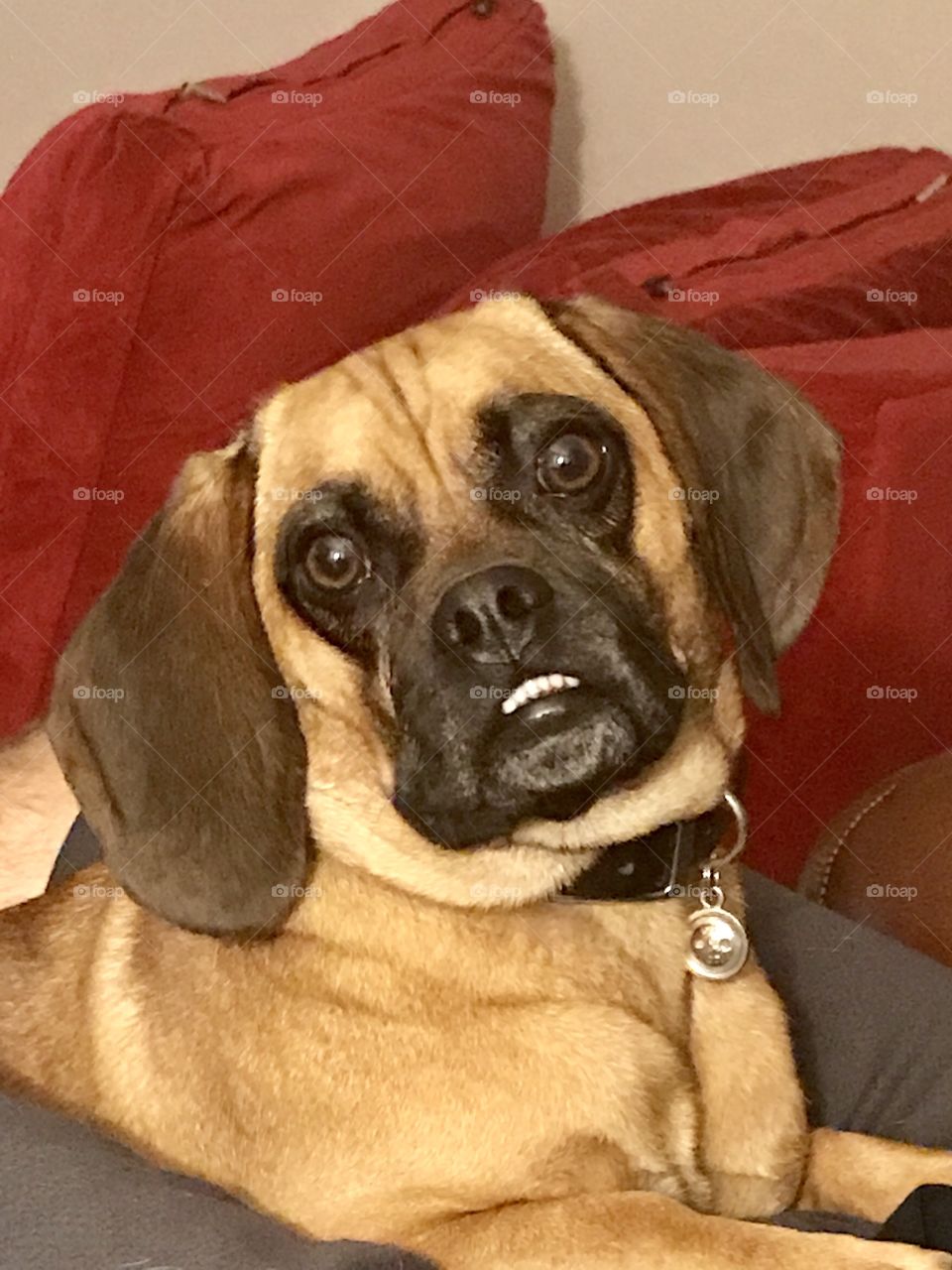 Puggle looking