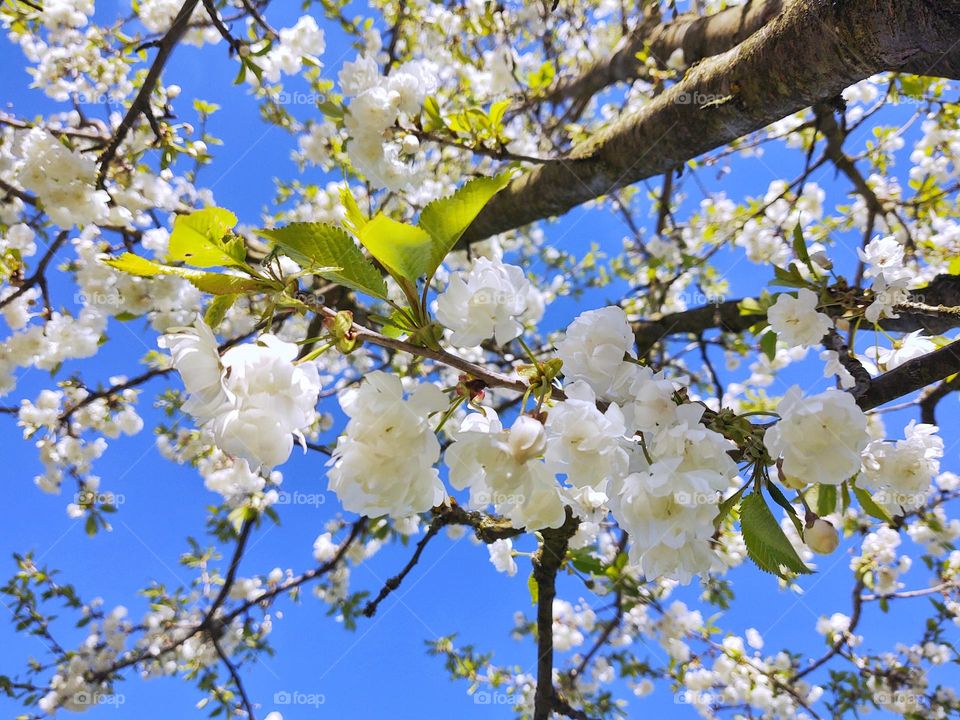 Spring tree flowering - white flowers on blooming cherry tree