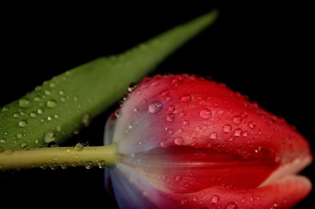 tulipas