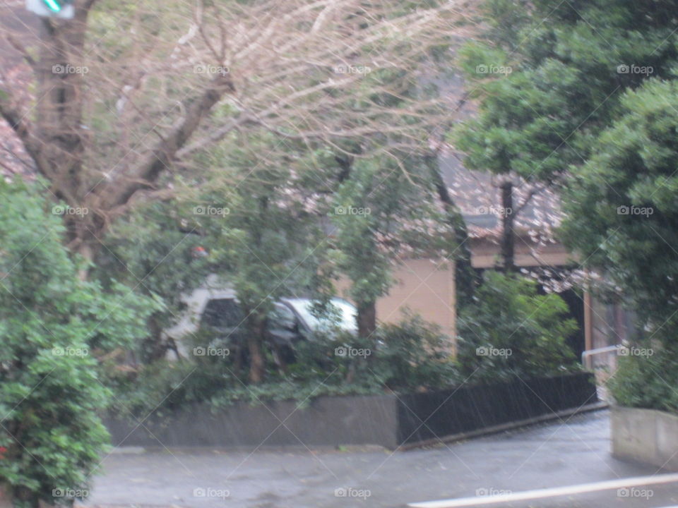 New Cherry Blossoms in Yoyogi, Tokyo, Japan. Rainy Day During Sakura Season.