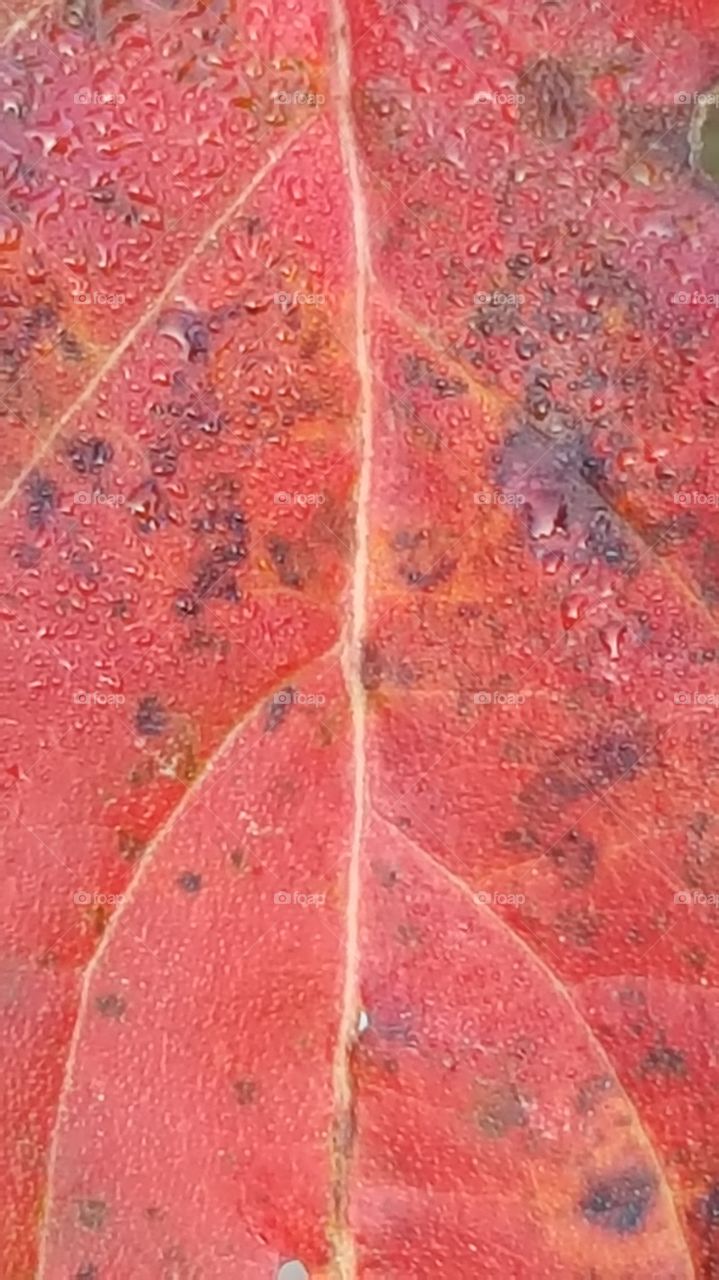 macro shot of a red leaf in fall