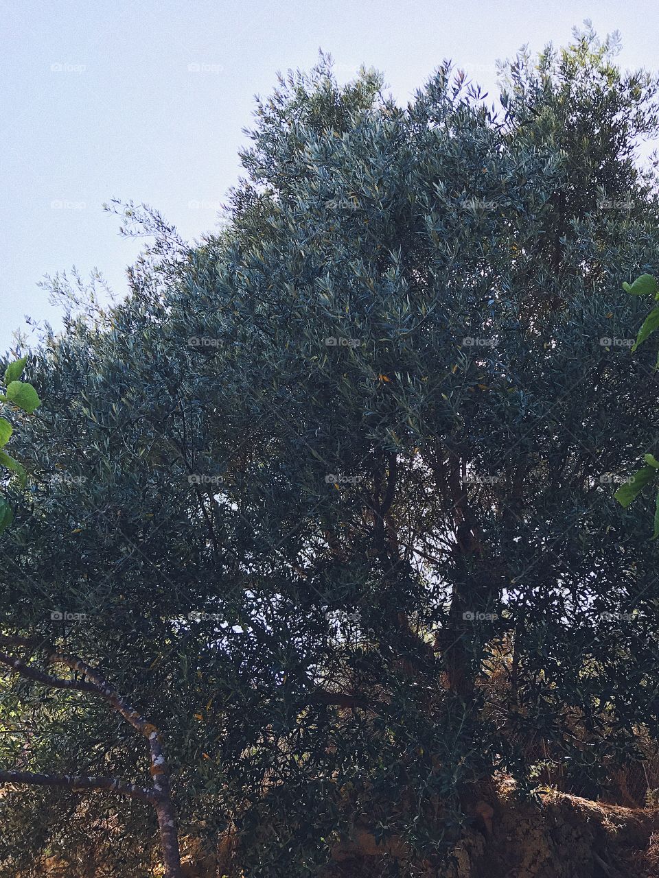 Olive tree 