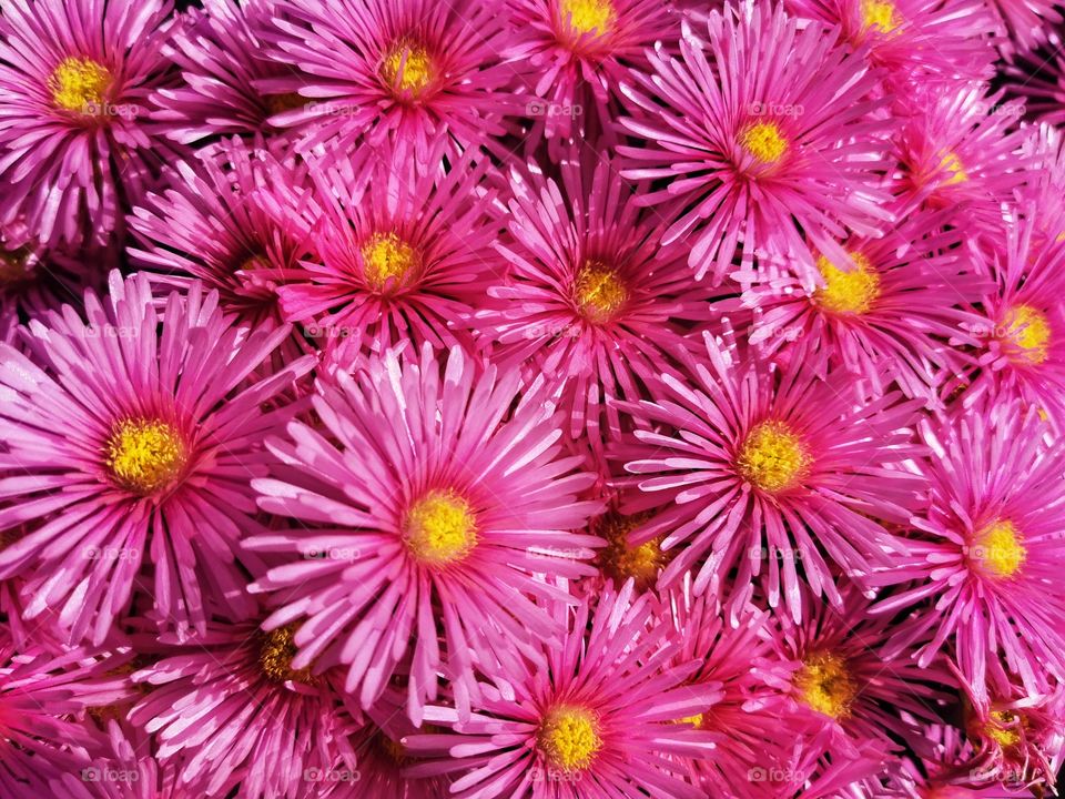 Pink aster flowers.