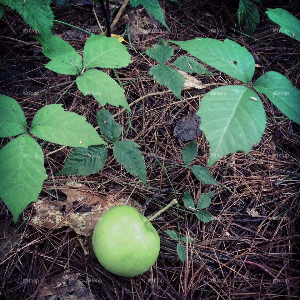 Poison apple. I wish the apples from this tree didn't fall right into the poison ivy!