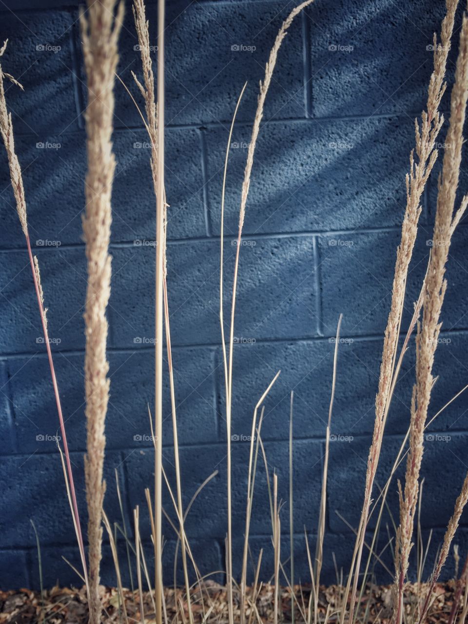 Long blades of grass against a blue wall 