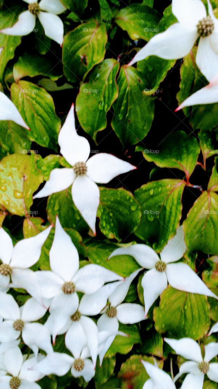 spring beauty. water drops