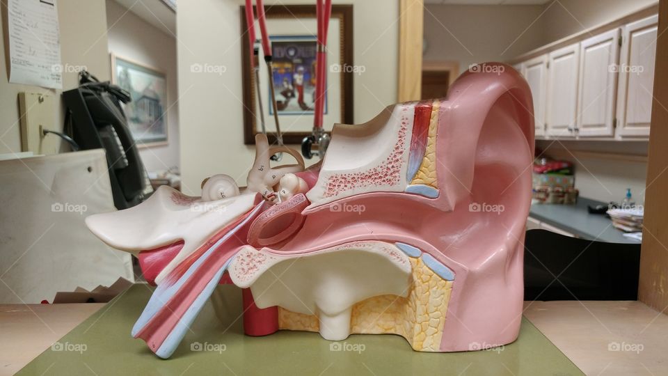 ears nose and throat doctor