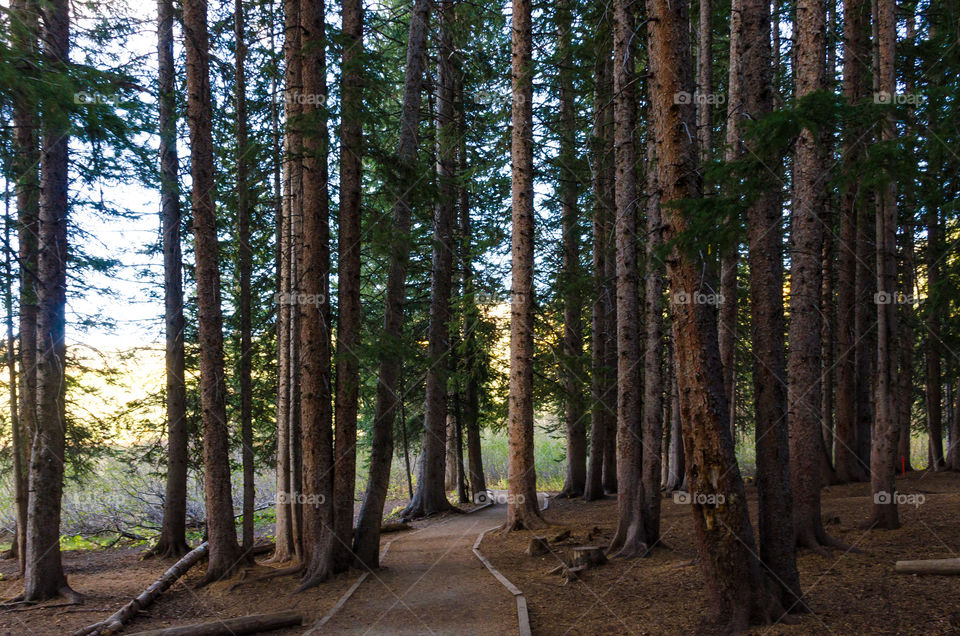 Scenic view of woodland