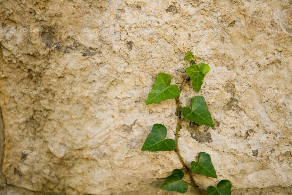 Ivy growing on stone wall
