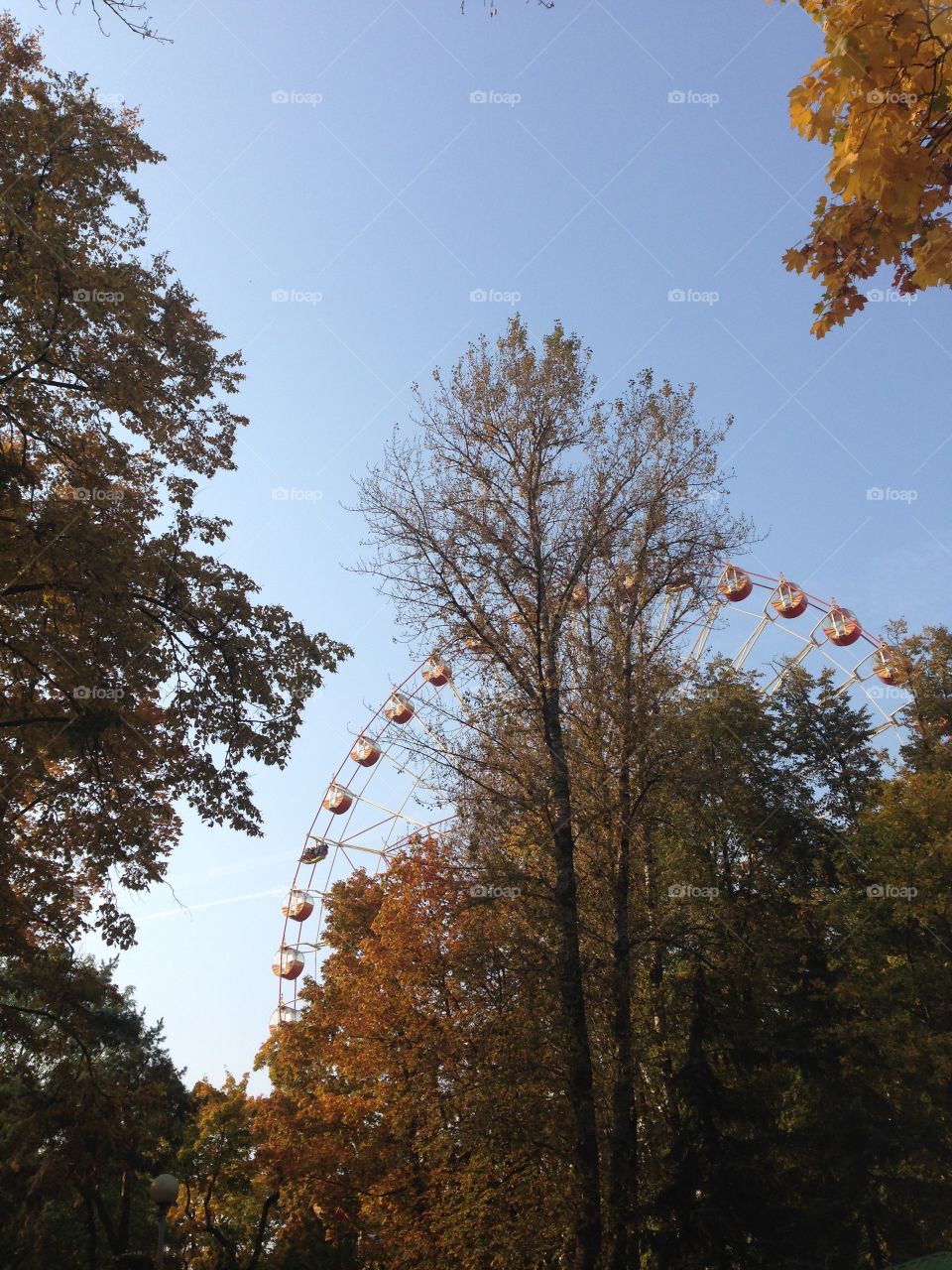 Autumn is perfect. Ferris wheel behind the tree 