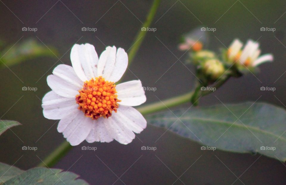 Caption :
White smile. 

Location :
Asmat, Indonesia