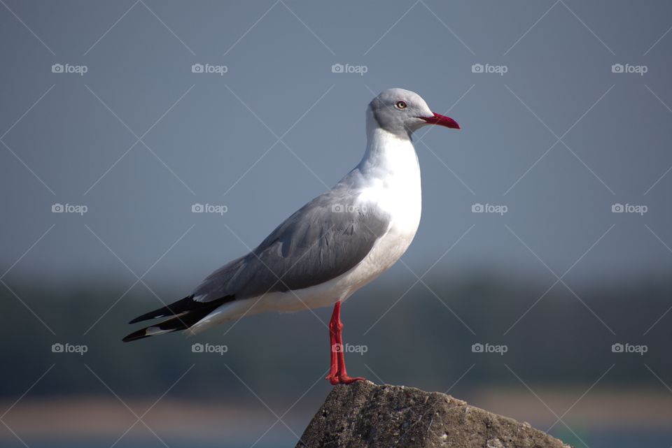 The Most Beautiful Seagull
