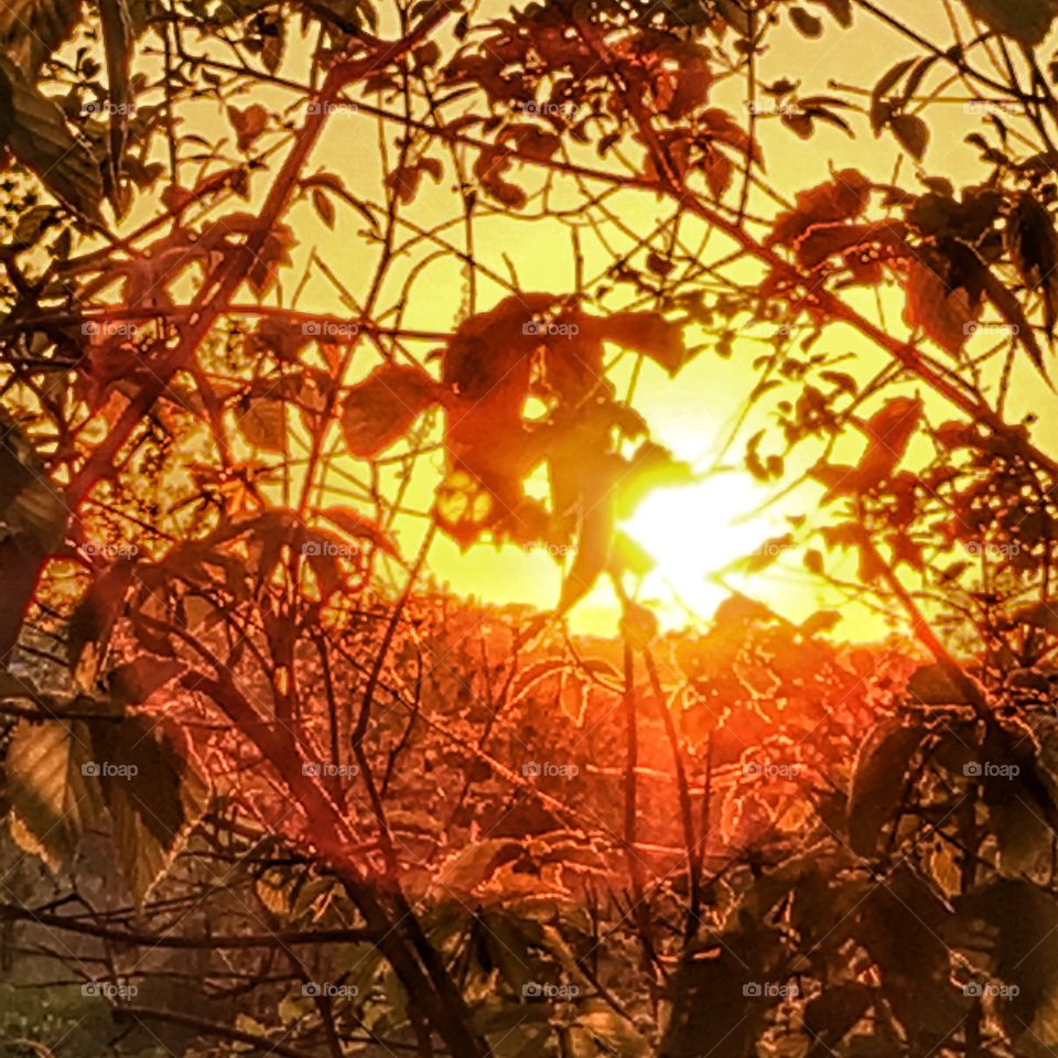 Sunset in my backyard