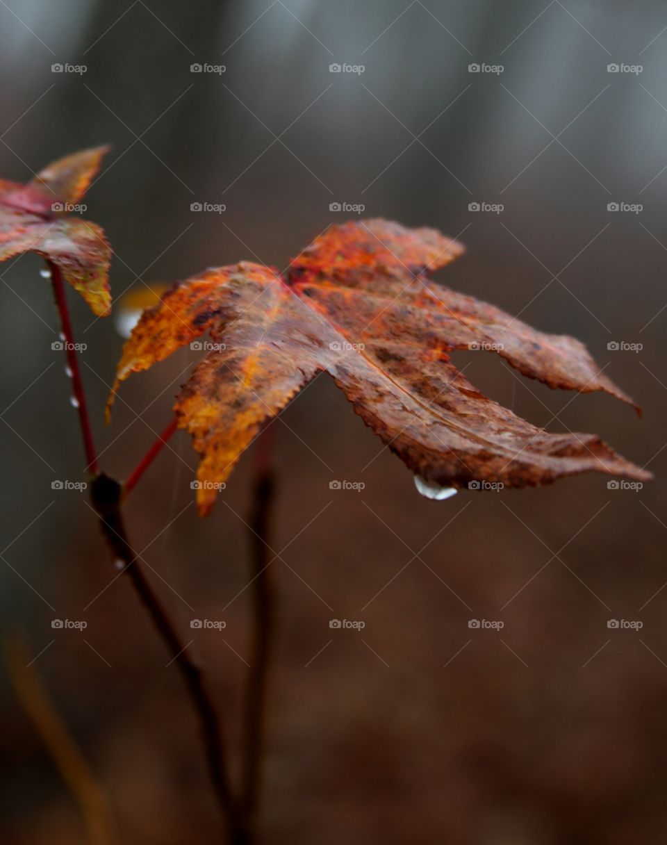 water dripping from. autumn leaf