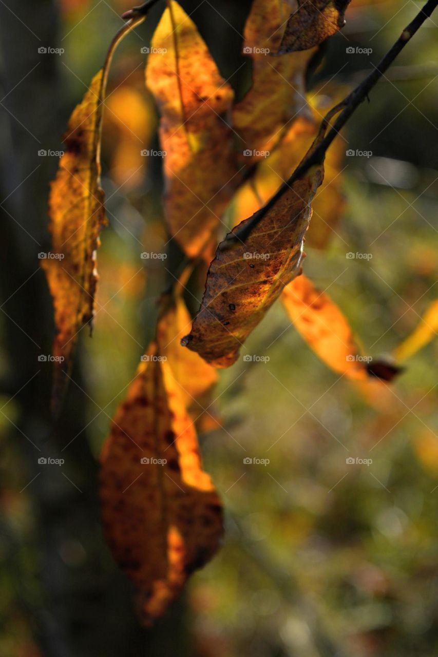 forest in sunlight and shadows autumn time