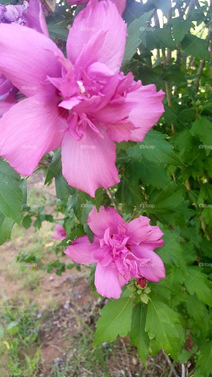 Rose of Sharon pink flowers in bloom