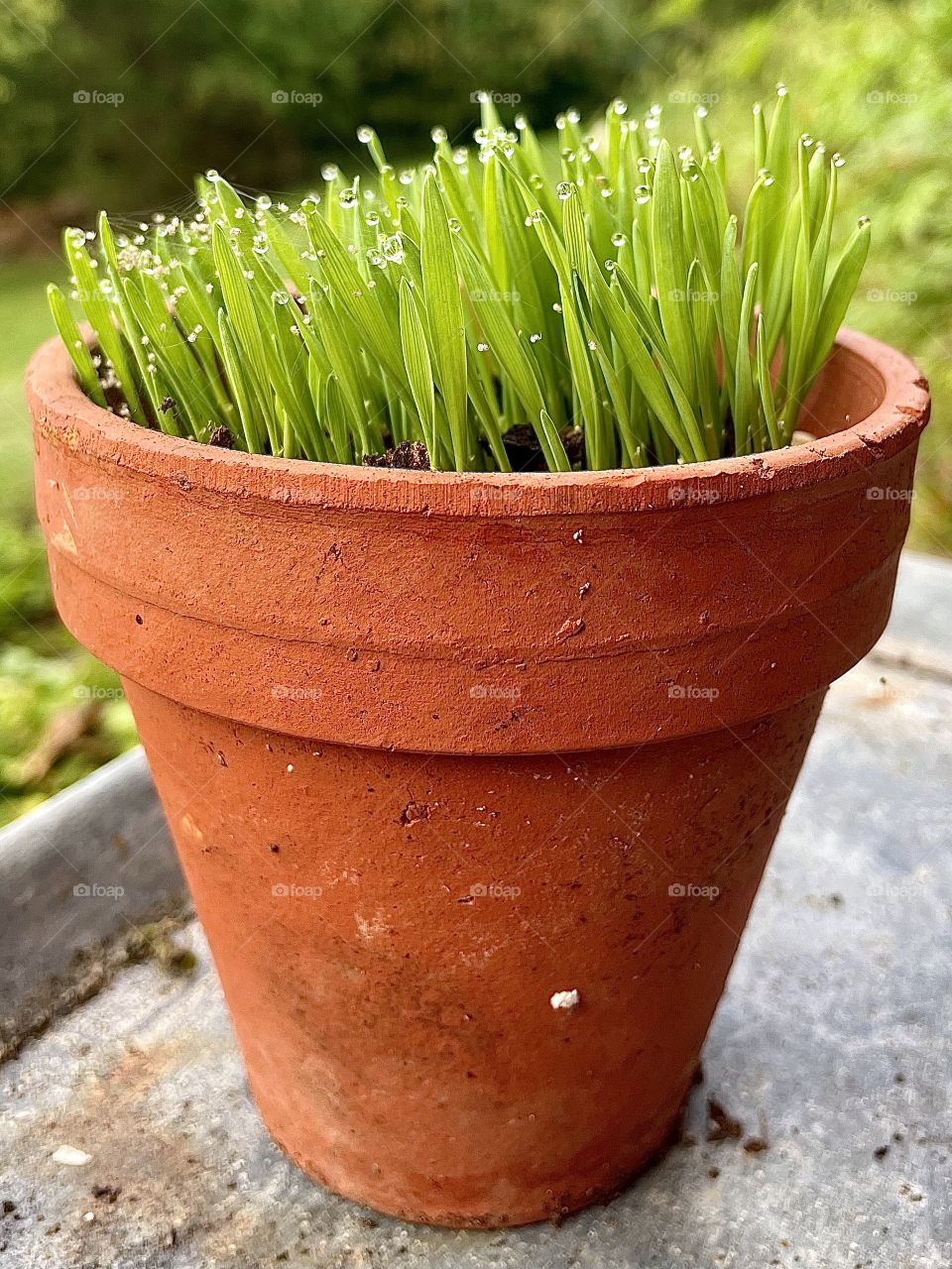 morning dew drops on the tips of wheat grass in a terra cotta pot 