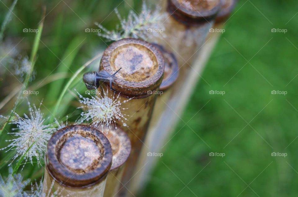 雨中散步的蜗牛