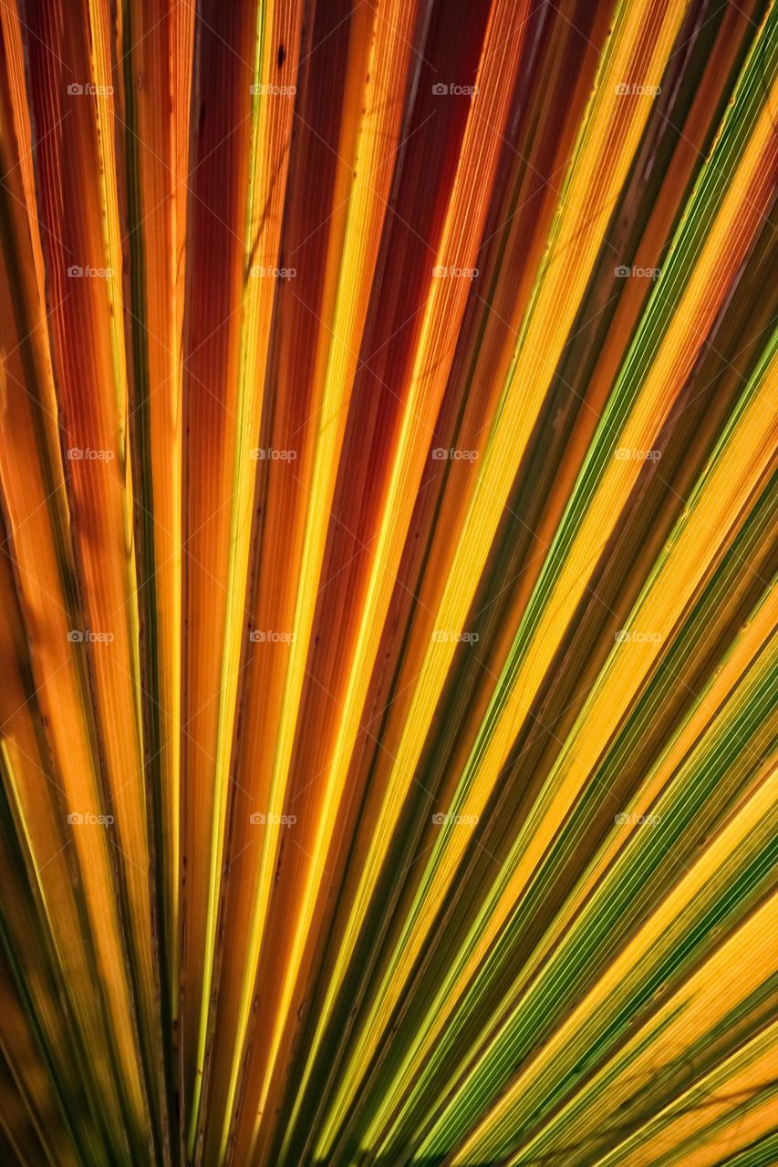 Golden palm leaf of a California date palm, with the sun from behind glowing through the leaves showing multiple colors against the fan of the palm fronds, like stained glass