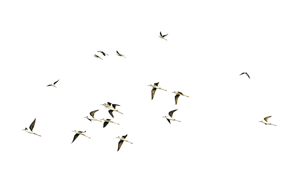 Isolated Flocks of birds flying on a white background with clipping path.