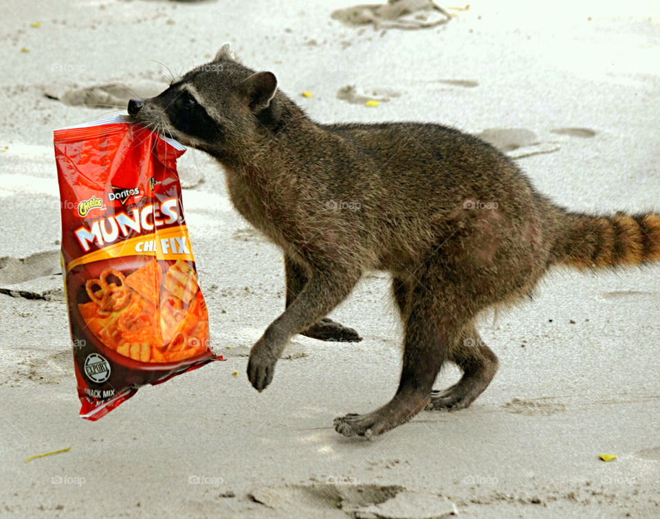 Raccoon stealing chips