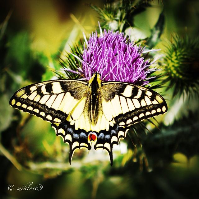 Schwalbenschwanz Schmetterling