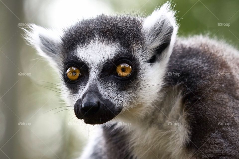 Inquisitive Lemur