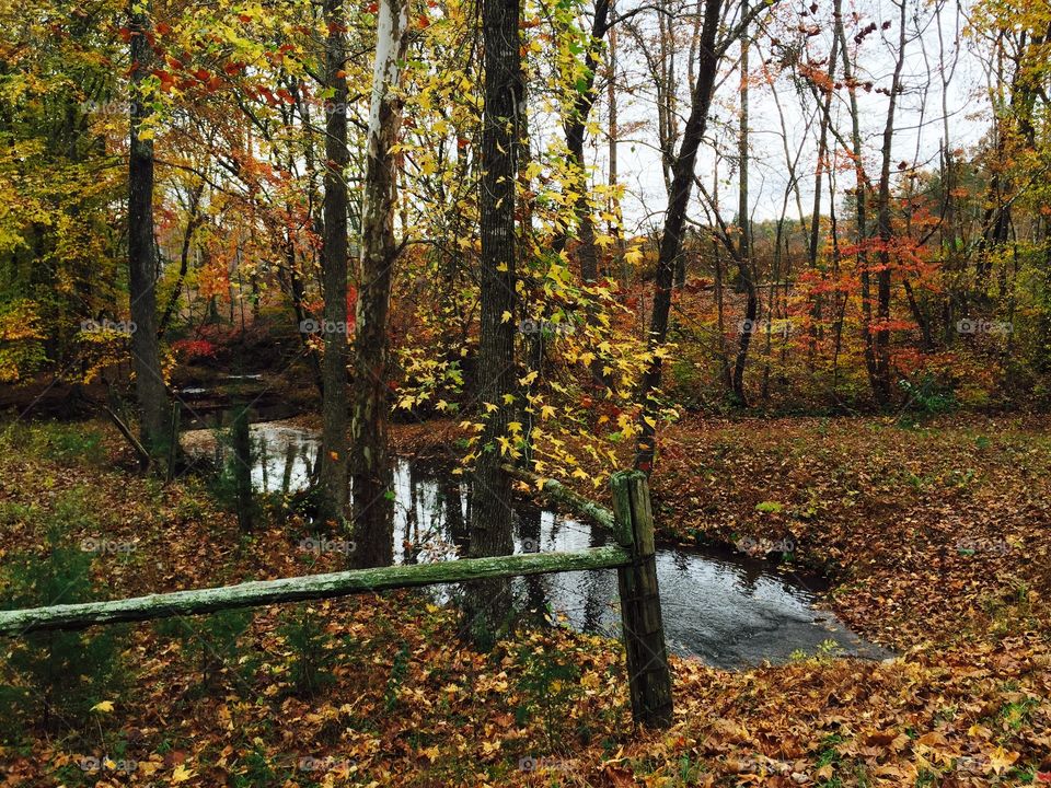 Trees in forest during autumn