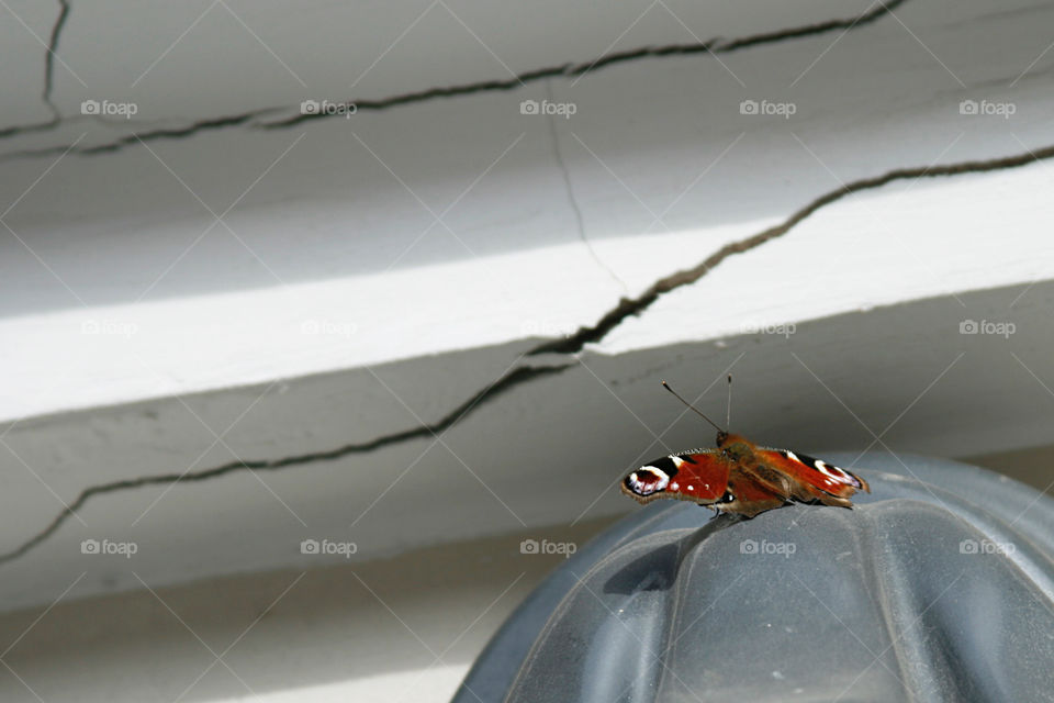 Butterfly and cracked wall