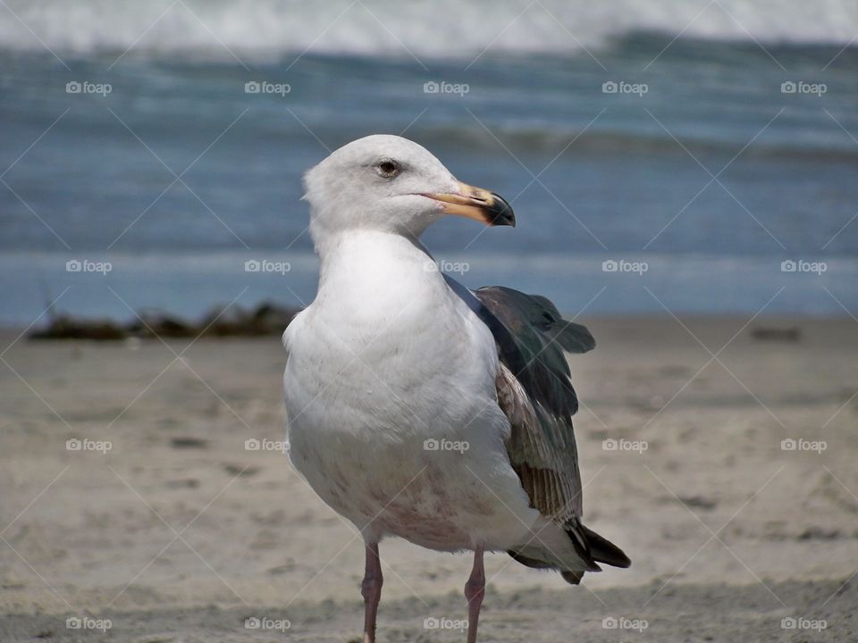 Seagull in San Diego 