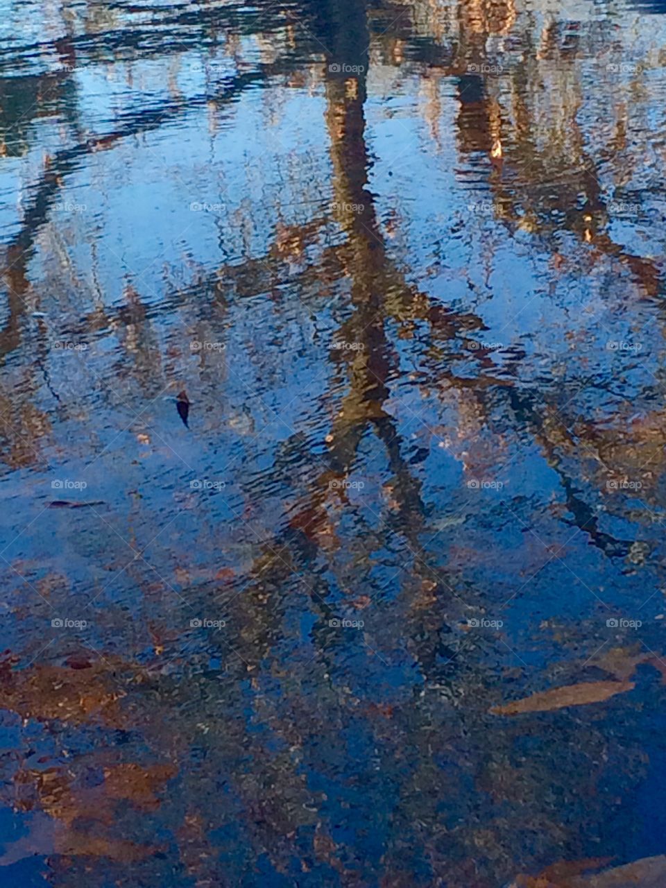 Reflection of trees in the water. 