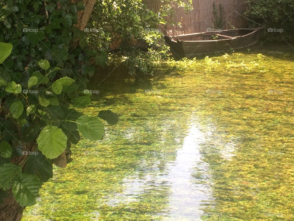 Leaf, Nature, No Person, Tree, Wood