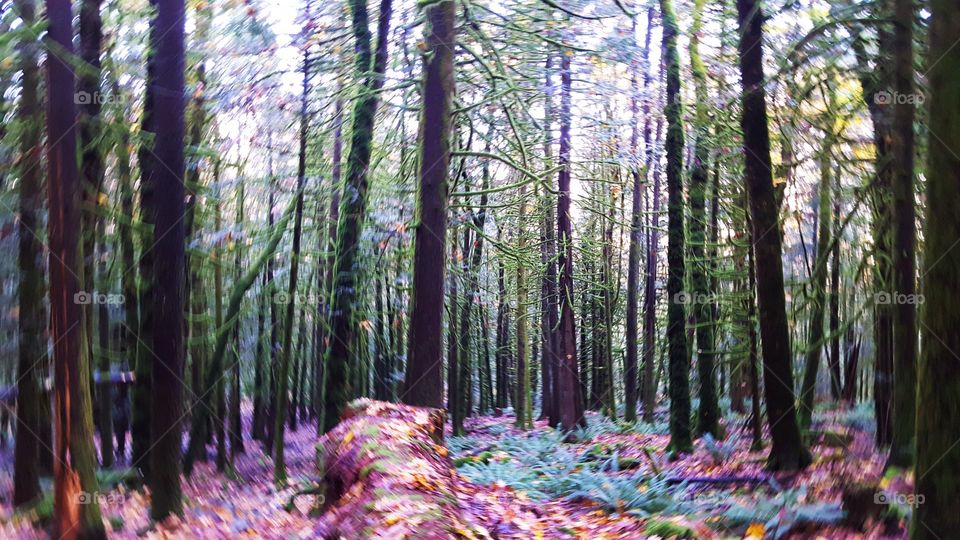 forest in every season