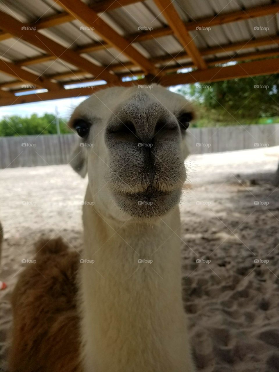 Lama