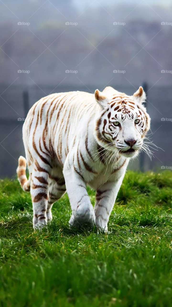 Rare Tiger