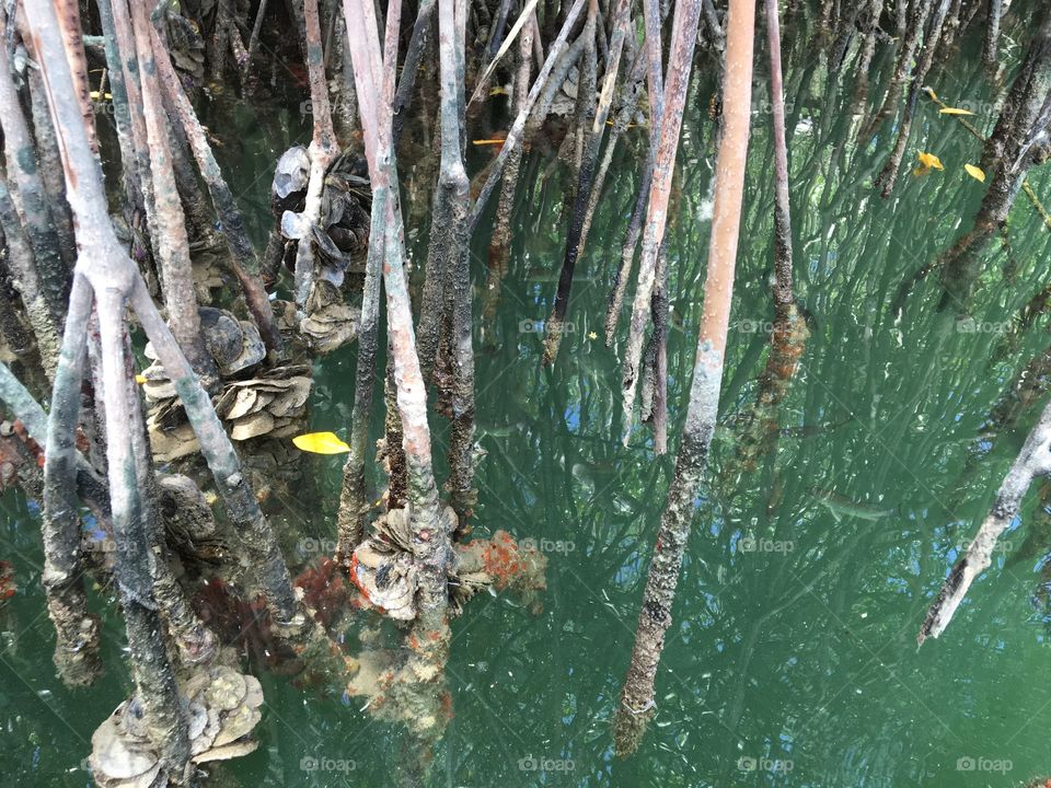 Mangroves