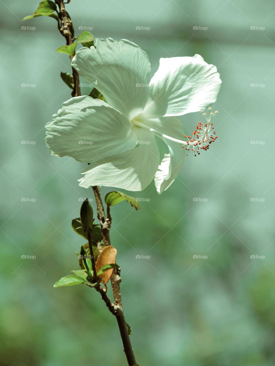 Spring. Spring. Spring