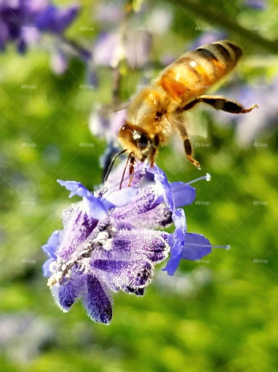 A bee poised on one leg while gathering nectar from a lavender blossom