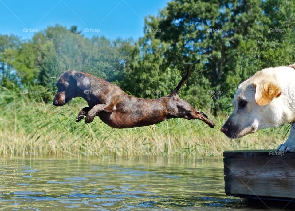 Dolly the Dachshund is way faster then a Labrador retriever.