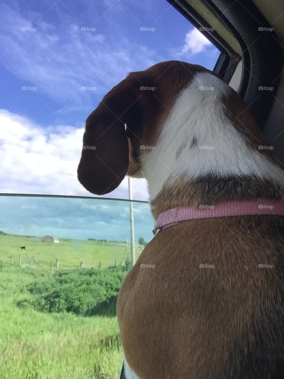 Mammal, No Person, Animal, Outdoors, Nature