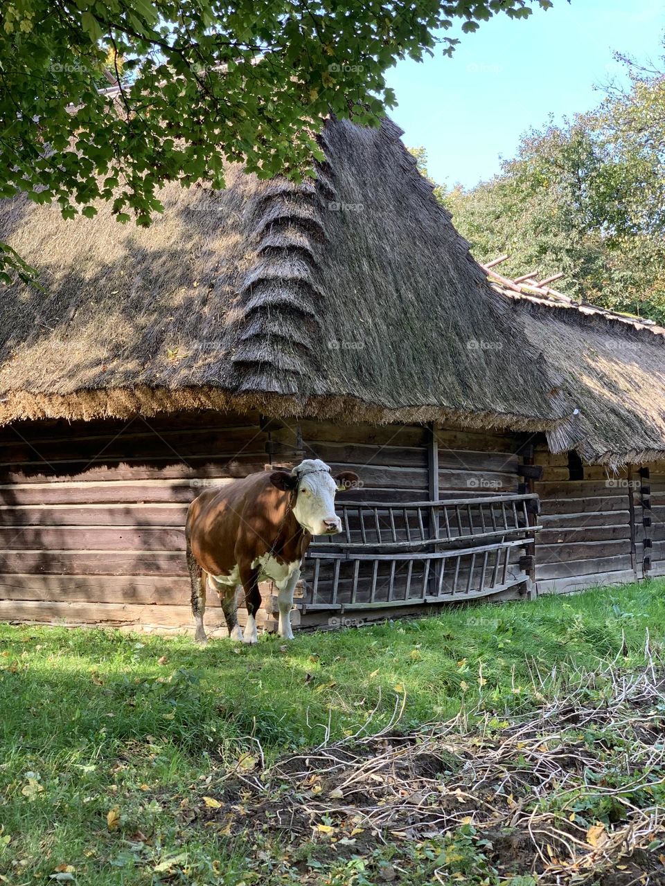 Cow in the village, wooden house, summer, domestic animal